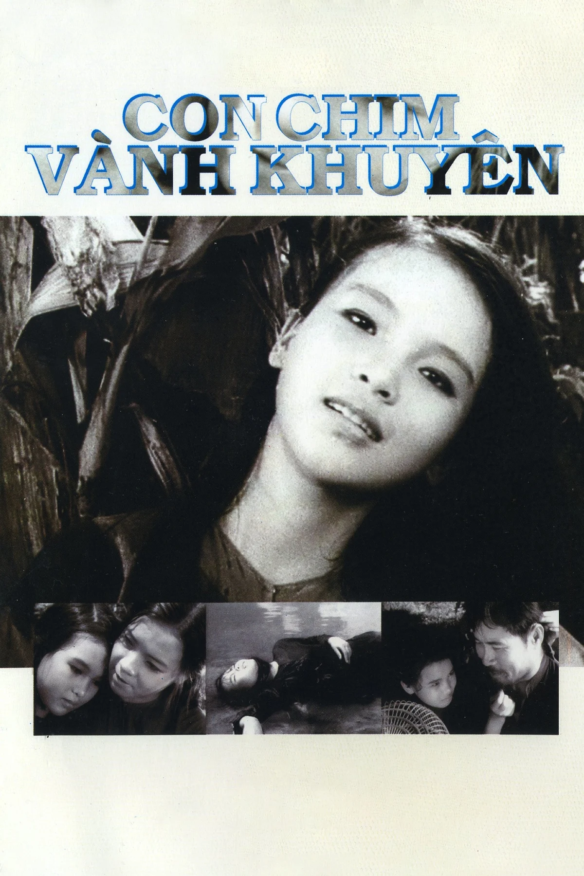 Con Chim Vành Khuyên Con Chim Vành Khuyên